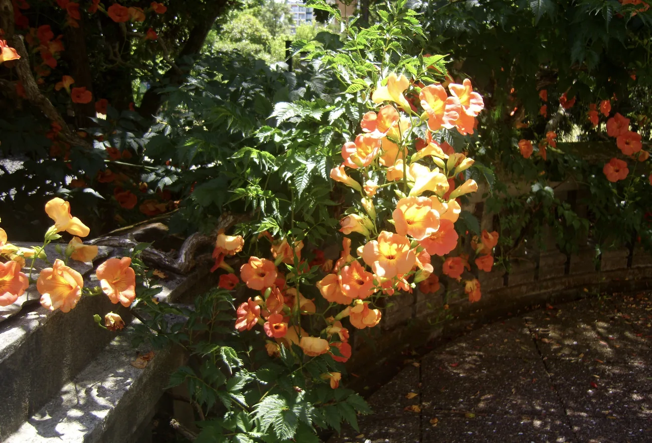 Orange trumpet flowers spilling over a garden wall