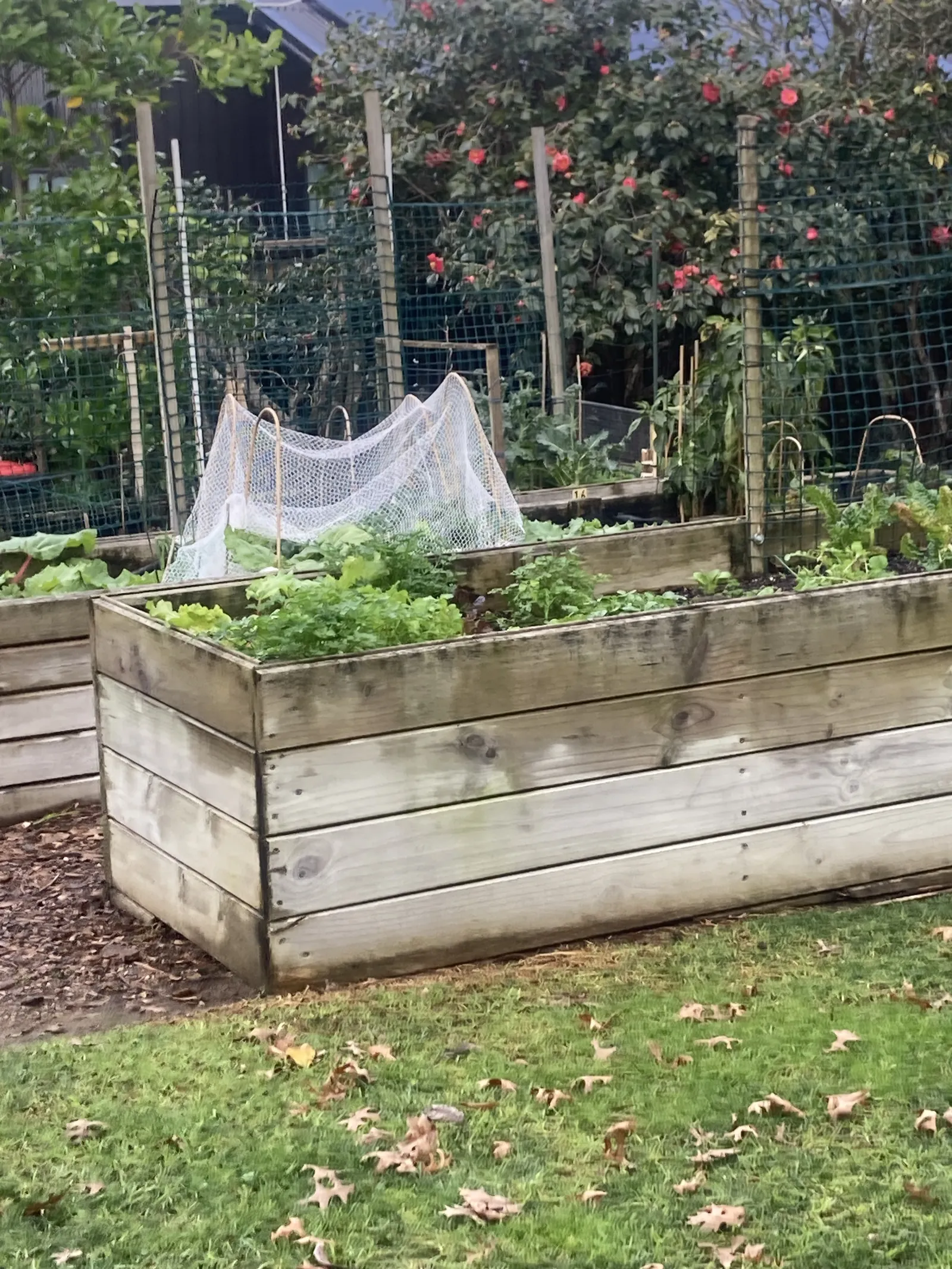 A raised garden bed with netting at Oceania's Meadowbank village